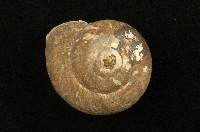 藏品(扁蝸牛)的圖片